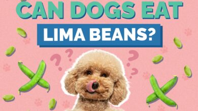 Can Dogs Eat Lima Beans?