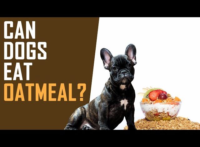 Can Dogs Eat Oatmeal?