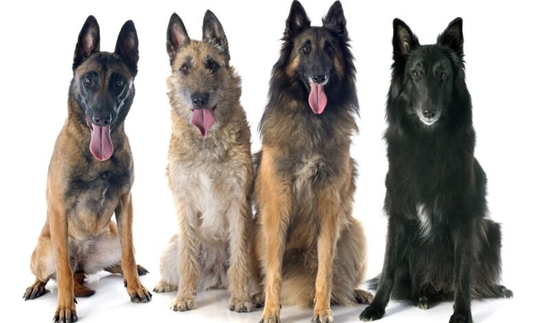 Dog Breeds from Belgium