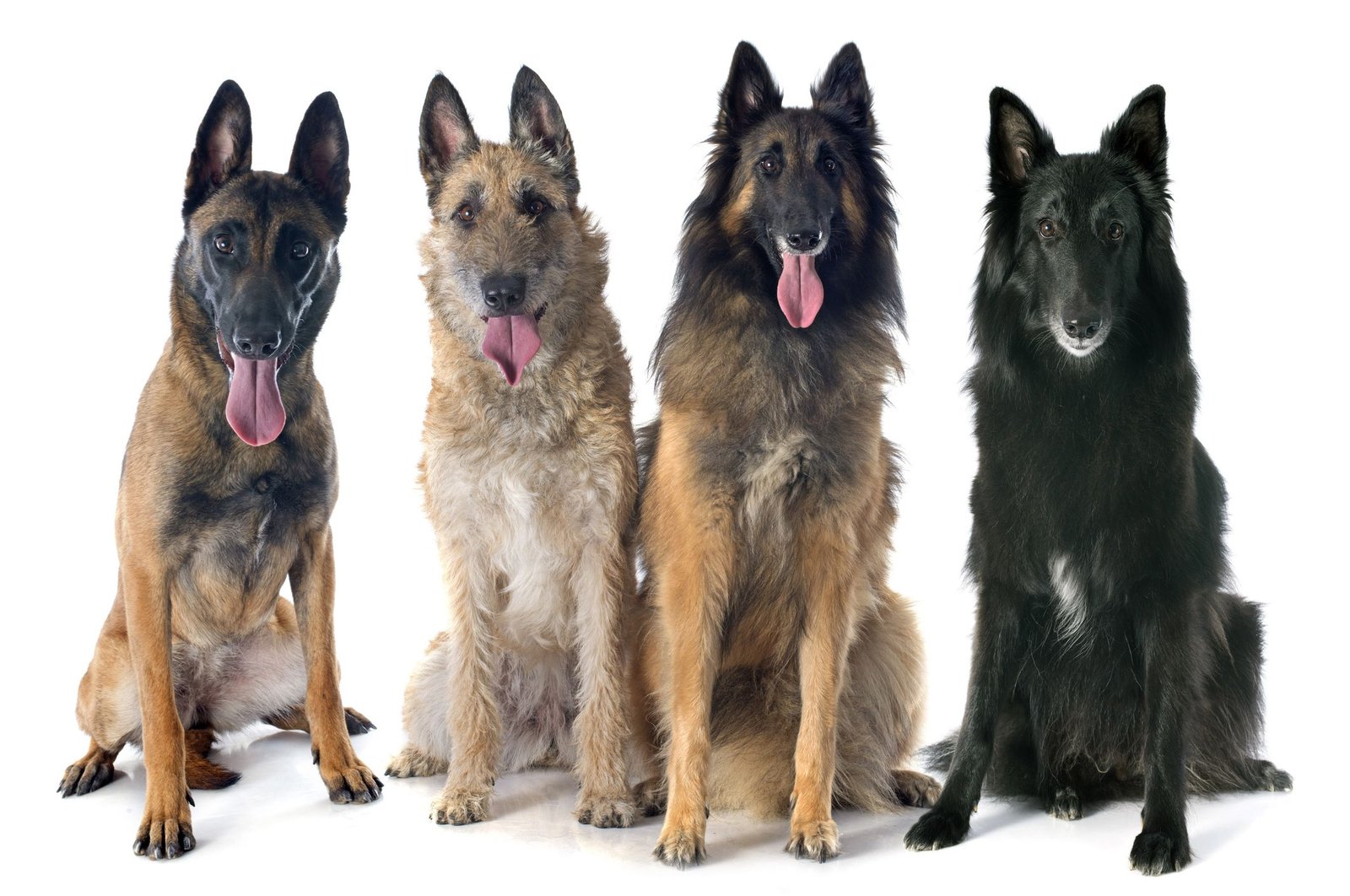 Dog Breeds from Belgium