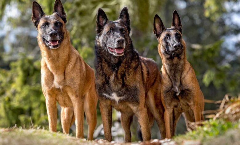 Belgian Malinois