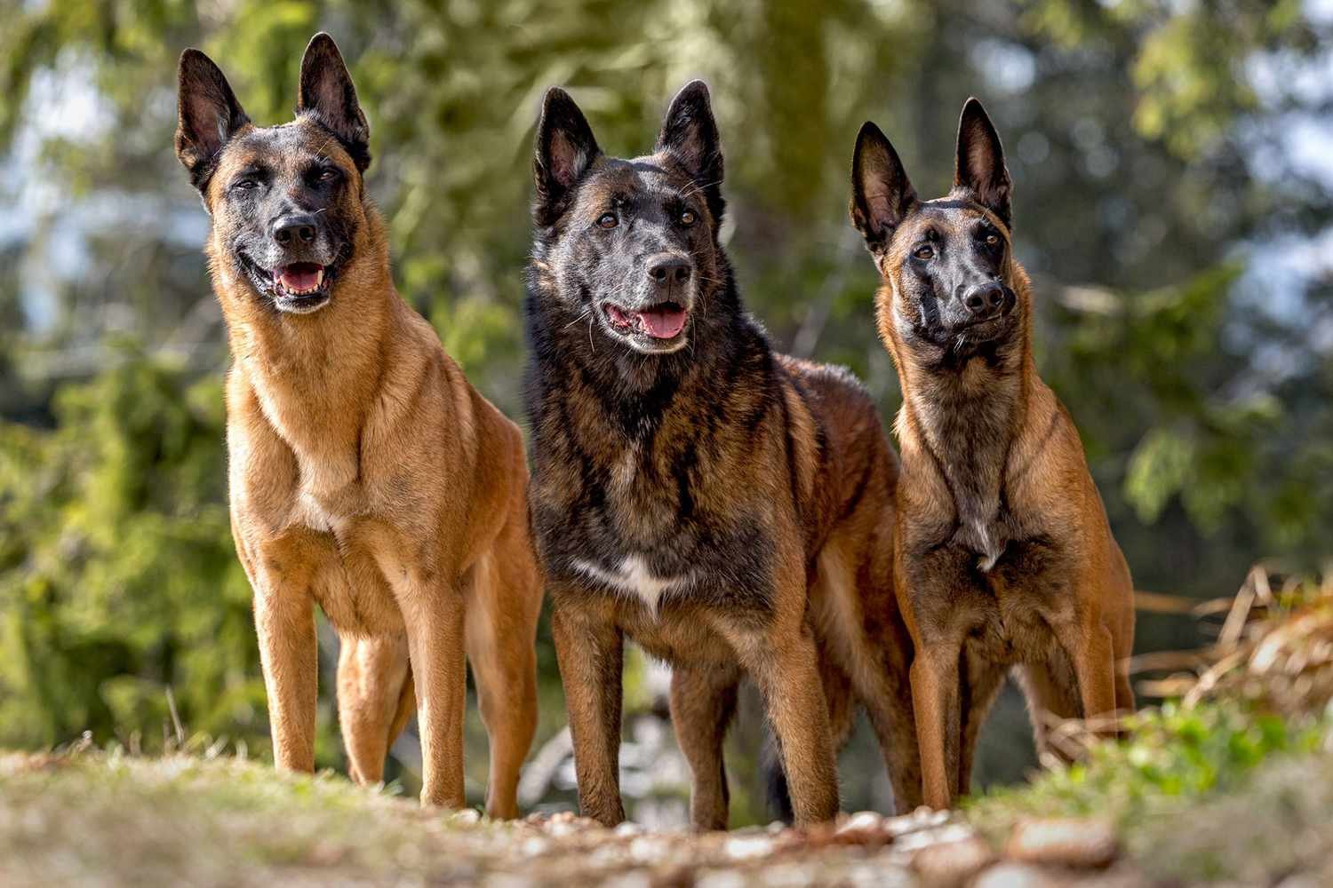 Belgian Malinois