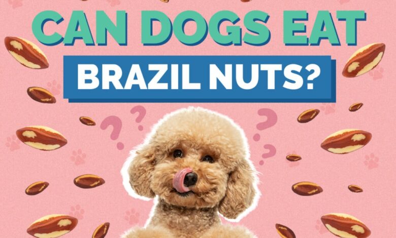 Can Dogs Eat Brazil Nuts