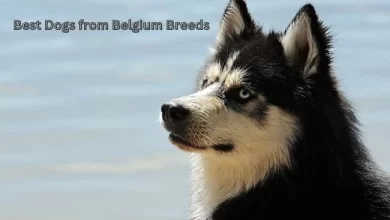 best dogs from Belgium breeds