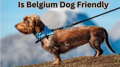 Is Belgium Dog Friendly?