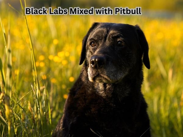 Black Labs Mixed with Pitbull