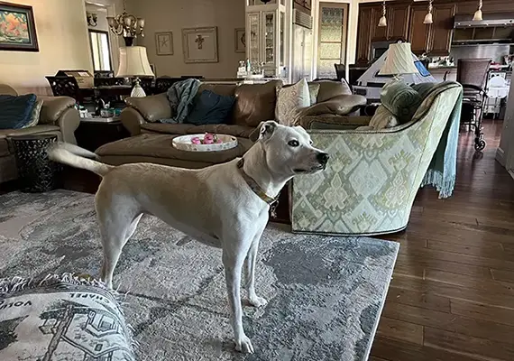 Great Pyrenees Pitbull Mix