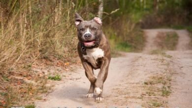 Why Do Pitbulls Get Their Ears Cut
