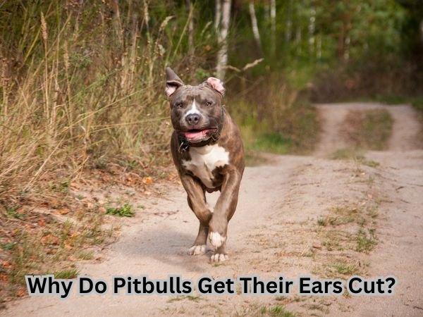 Why Do Pitbulls Get Their Ears Cut