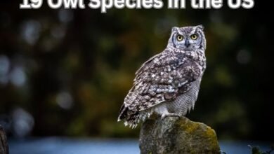 19 Owl Species in the US