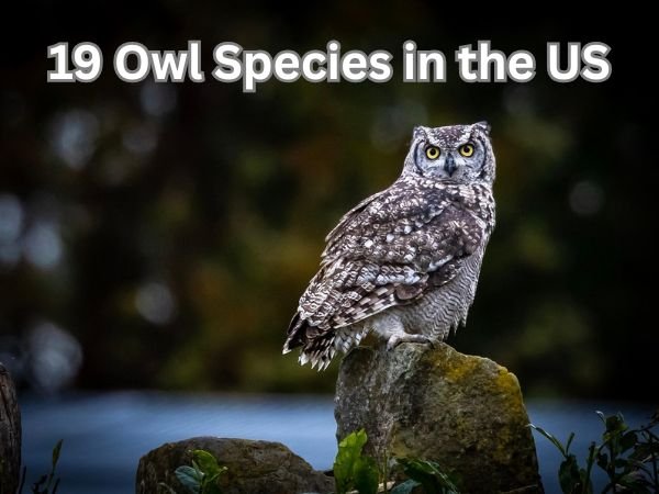 19 Owl Species in the US