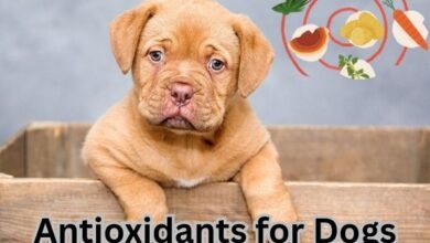 Antioxidants for Dog