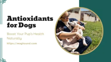 Antioxidants for Dogs