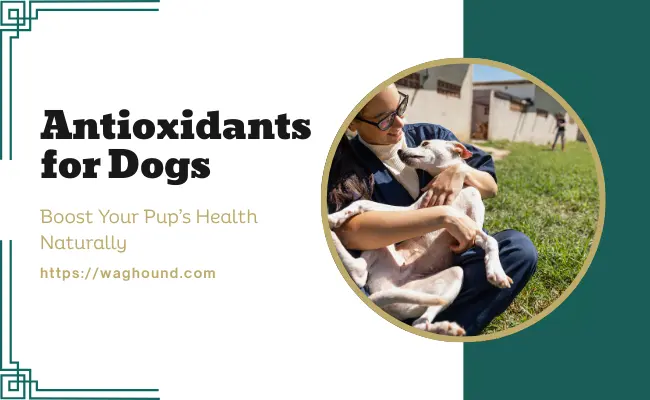 Antioxidants for Dogs