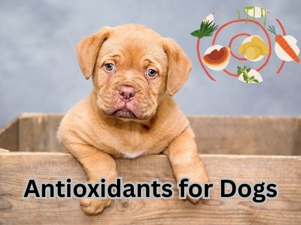 Antioxidants for Dog