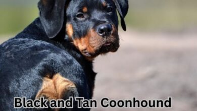 Black and Tan Coonhound