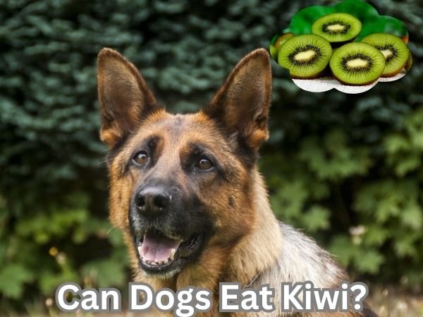 Can dogs eat kiwi?