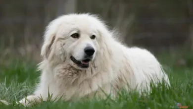 anatolian shepherd great pyrenees mix