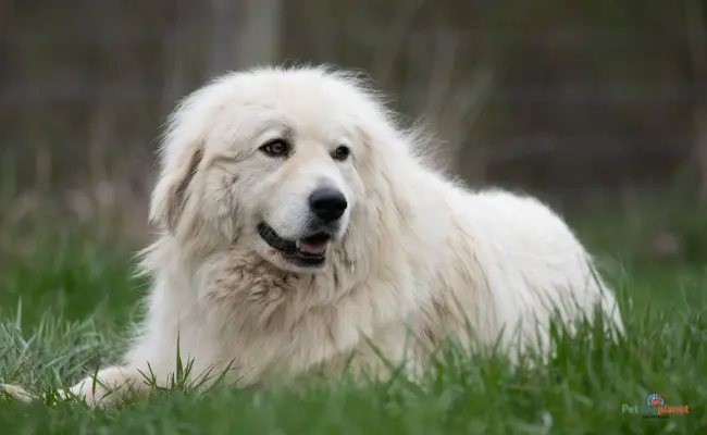 anatolian shepherd great pyrenees mix