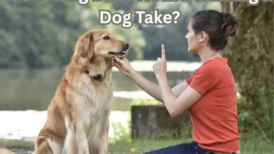 How Long Does House Training a Dog Take