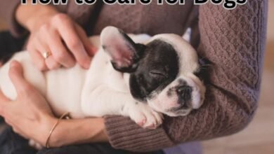 How to Care for Dogs