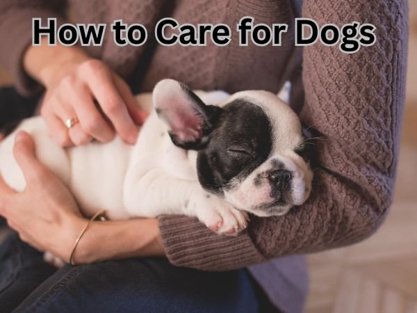 How to Care for Dogs