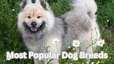 Most Popular Dog Breeds