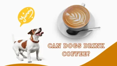 Can Dogs Drink Coffee?