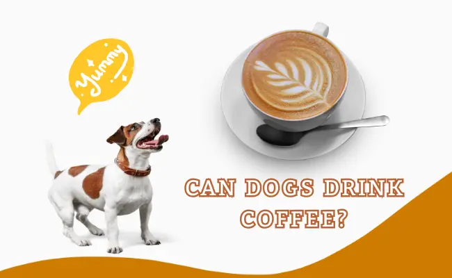 Can Dogs Drink Coffee?