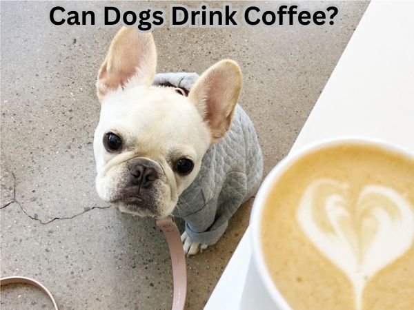 Can Dogs Drink Coffee?