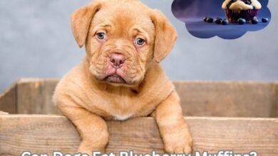 Can Dogs Eat Blueberry Muffins?