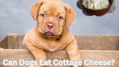 Can Dogs Eat Cottage Cheese?