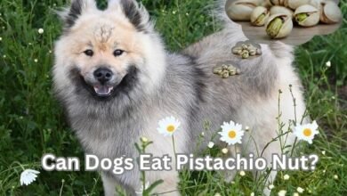Can Dogs Eat Pistachio Nut?