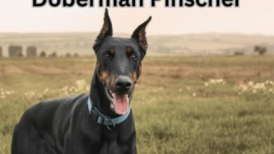 Doberman Pinscher