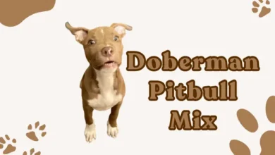 Doberman Pitbull Mix