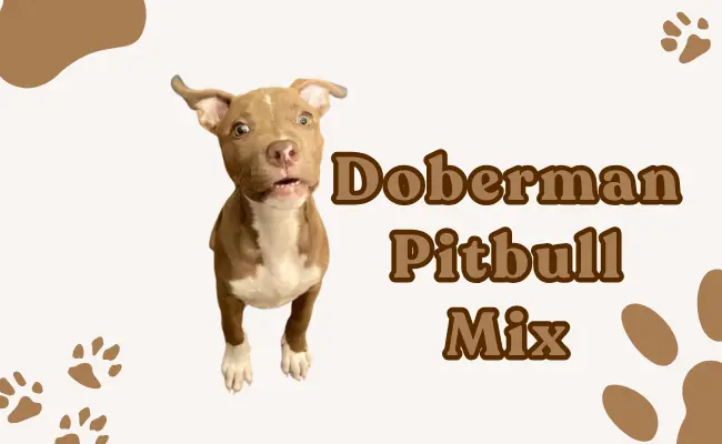 Doberman Pitbull Mix
