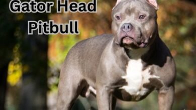 Gator Pitbull