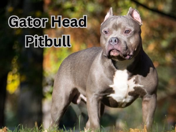 Gator Pitbull