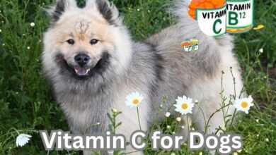 Vitamin C for Dogs