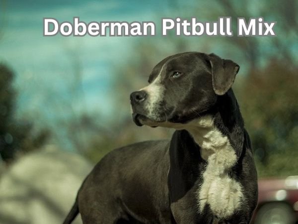 Doberman Pitbull Mix