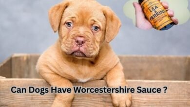 Can Dogs Have Worcestershire Sauce?