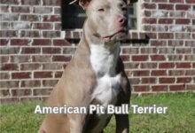 American Pit Bull Terrier