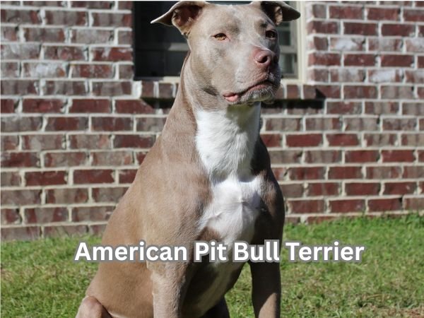 American Pit Bull Terrier