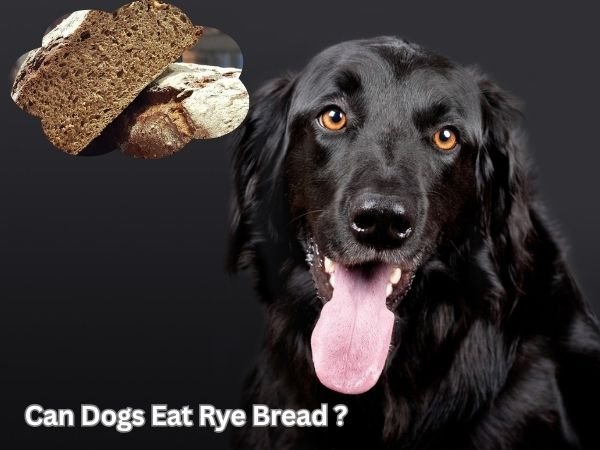 Can Dogs Eat Rye Bread?