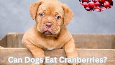 Can Dogs Eat Cranberries?