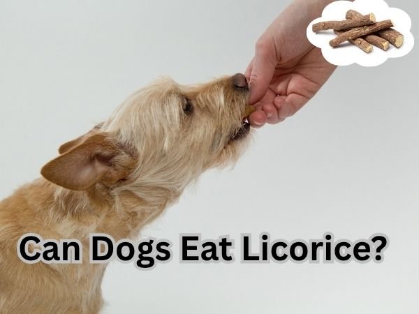 Can Dogs Eat Licorice?