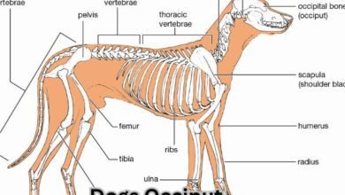 Dogs Occiput