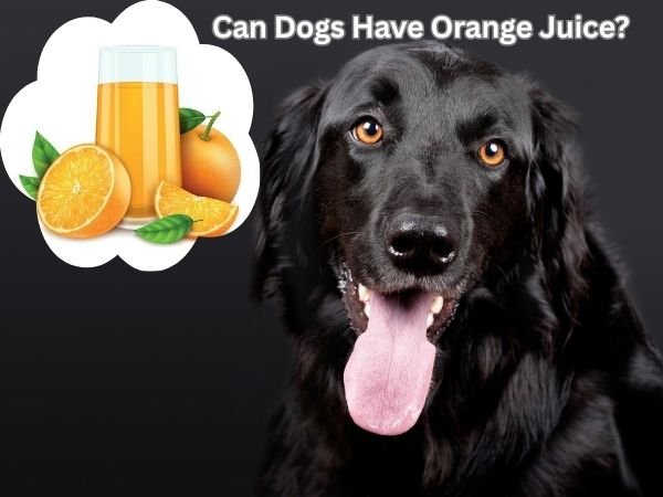 Can Dogs Have Orange Juice?