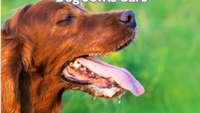 Dog Jowls Care