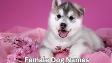 Female Dog Names